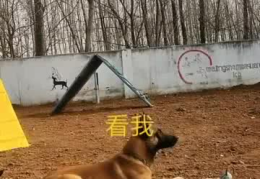 打造网红犬,从萌宠到明星的蜕变之路